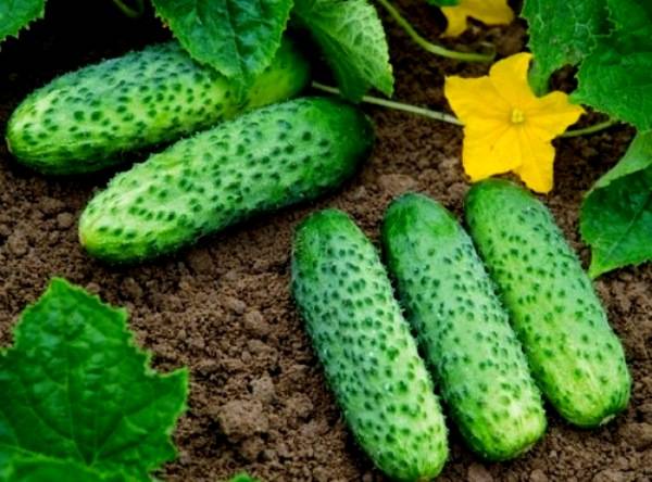 Outdoor Cucumbers