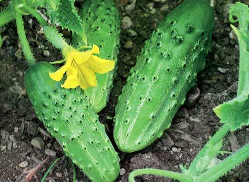 Outdoor Cucumbers