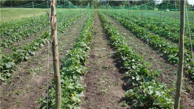 Outdoor Cucumbers