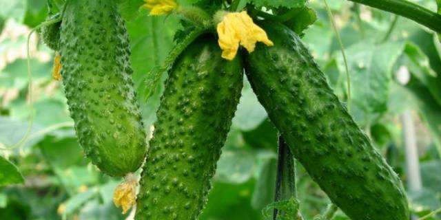 Outdoor Cucumbers