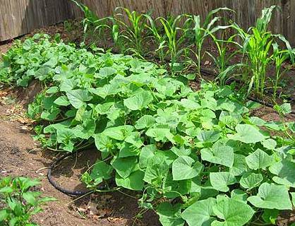 Outdoor Cucumbers