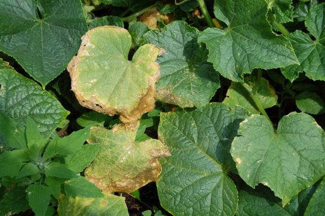 Outdoor Cucumbers