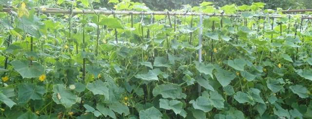 Outdoor Cucumbers