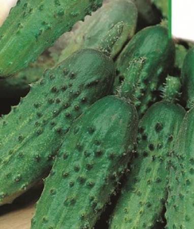 Outdoor Cucumbers