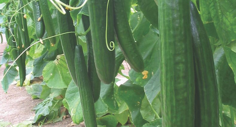 Outdoor Cucumbers