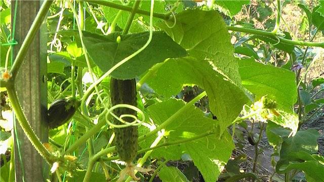 Outdoor Cucumbers