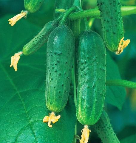 Outdoor Cucumbers