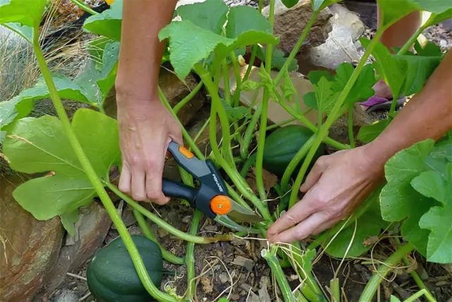 Outdoor pumpkin care: pinching and shaping