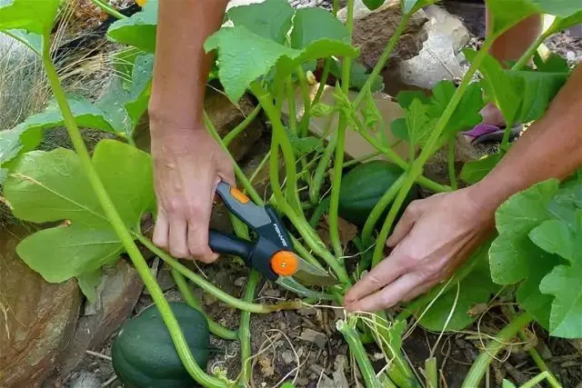 Outdoor pumpkin care: pinching and shaping