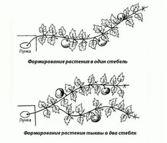 Outdoor pumpkin care: pinching and shaping