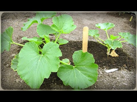 Outdoor pumpkin care: pinching and shaping