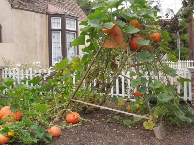 Outdoor pumpkin care: pinching and shaping