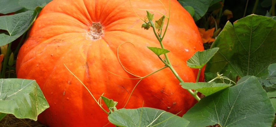 Outdoor pumpkin care: pinching and shaping