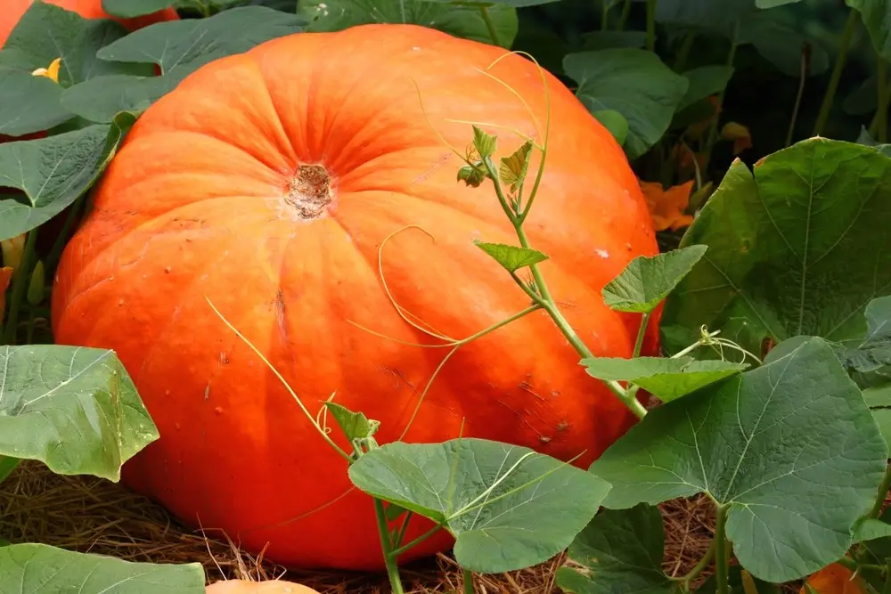 Outdoor pumpkin care: pinching and shaping