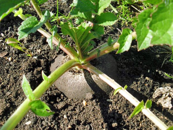 Outdoor Radish Care: Tips and Tricks