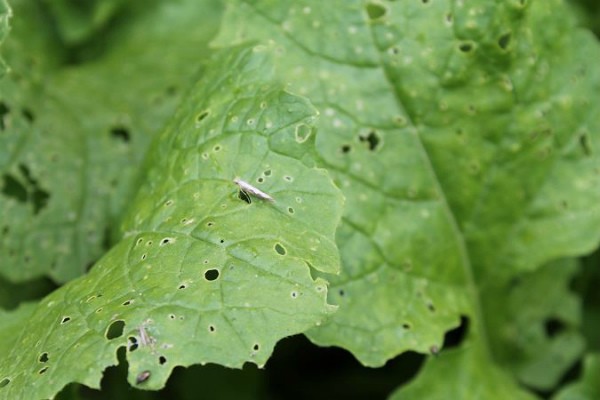 Outdoor Radish Care: Tips and Tricks