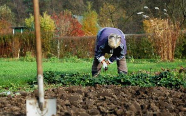 Outdoor Radish Care: Tips and Tricks