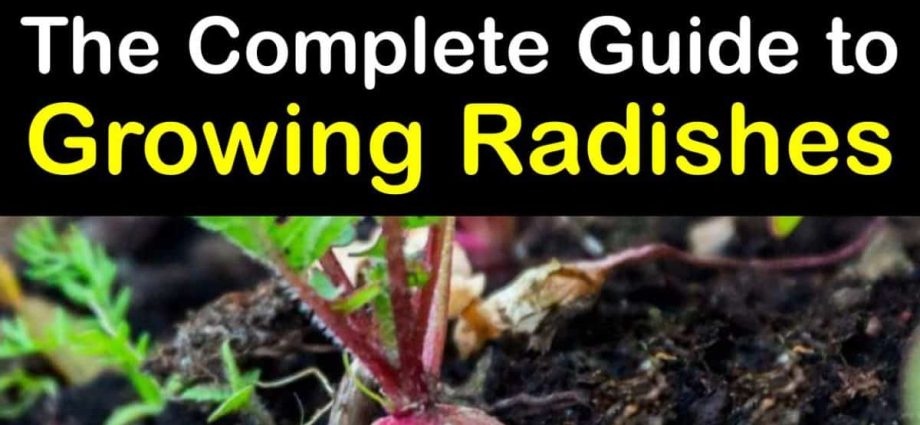 Outdoor Radish Care: Tips and Tricks