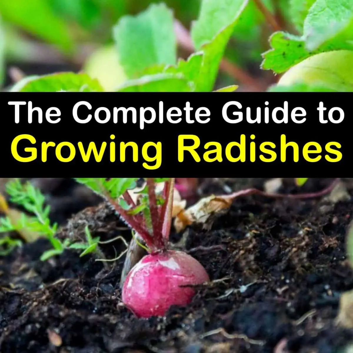 Outdoor Radish Care: Tips and Tricks