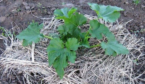 Outdoor zucchini care: pinching