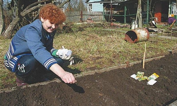 Outdoor zucchini care: pinching