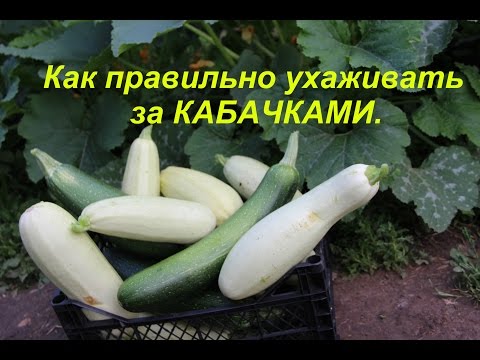 Outdoor zucchini care: pinching