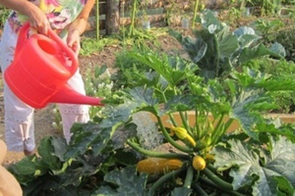 Outdoor zucchini care: pinching