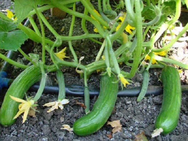 Outdoor zucchini care: pinching