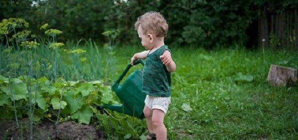 Outdoor zucchini care: pinching