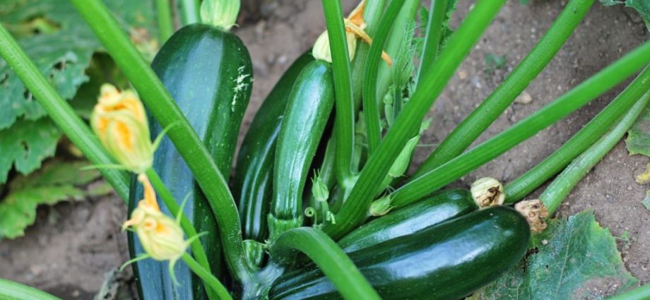 Outdoor zucchini care: pinching