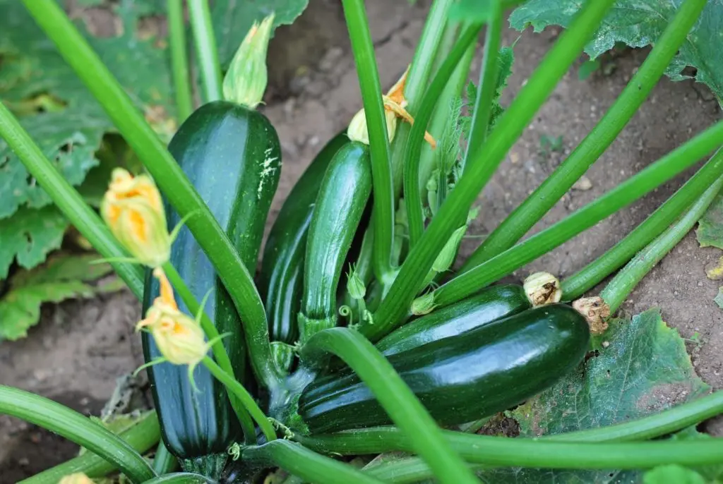 Outdoor zucchini care: pinching