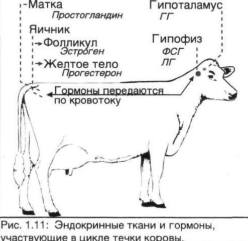 Ovarian hypofunction in cows: treatment and causes