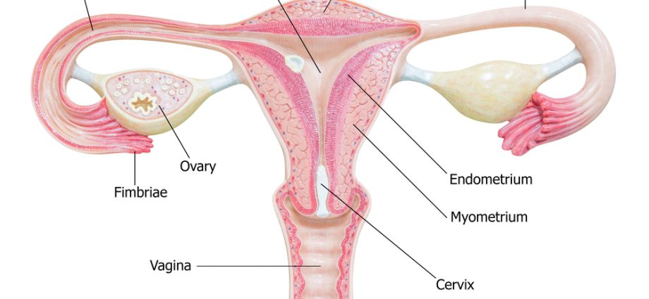 Ovaries &#8211; structure, functions, ailments and diseases