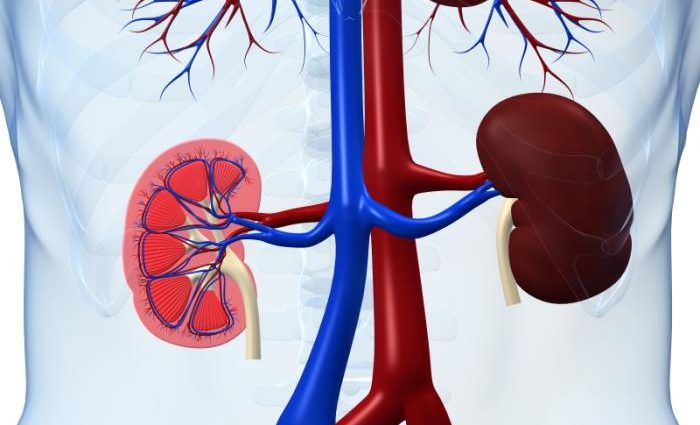 Over 4 million Poles have sick kidneys