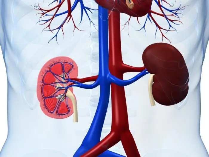 Over 4 million Poles have sick kidneys