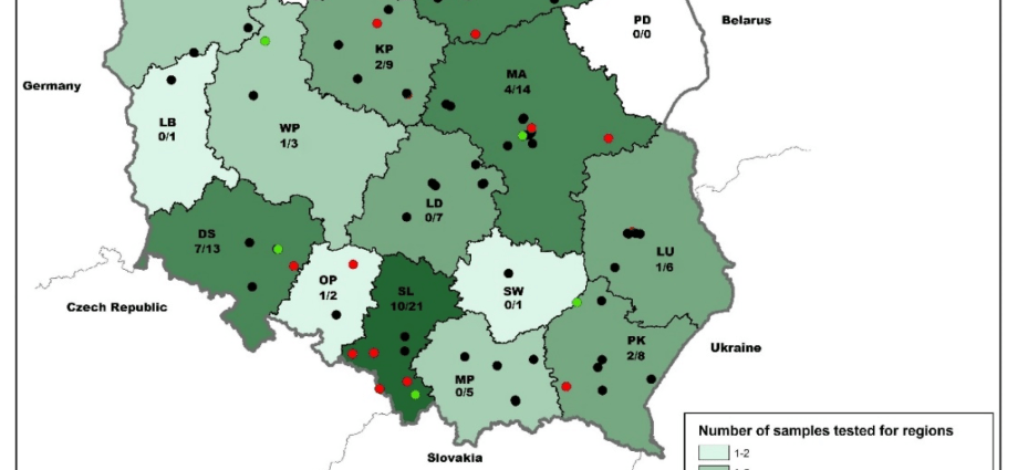 Over 70 cases of rabies in Podkarpacie