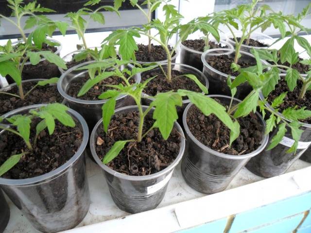 Overgrown tomato seedlings &#8211; how to plant 