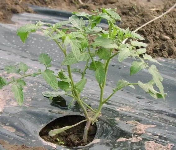 Overgrown tomato seedlings &#8211; how to plant 