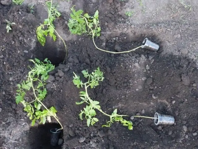 Overgrown tomato seedlings &#8211; how to plant 