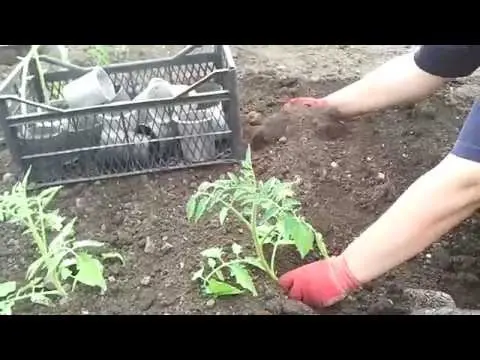 Overgrown tomato seedlings - how to plant 