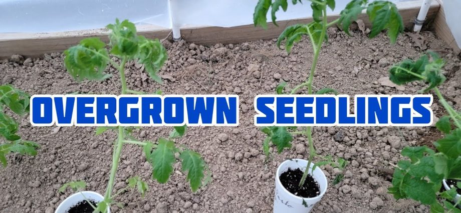 Overgrown tomato seedlings &#8211; how to plant 