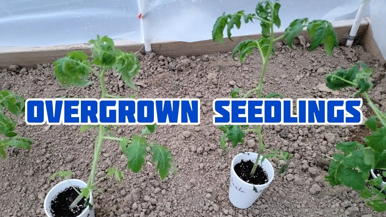 Overgrown tomato seedlings &#8211; how to plant 