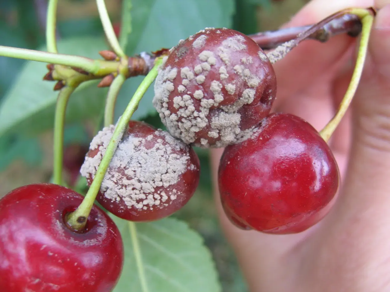 Overview of cherry diseases and methods of their treatment