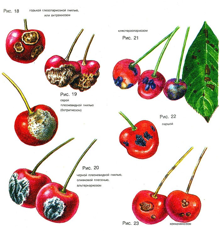 Overview of cherry diseases and methods of their treatment