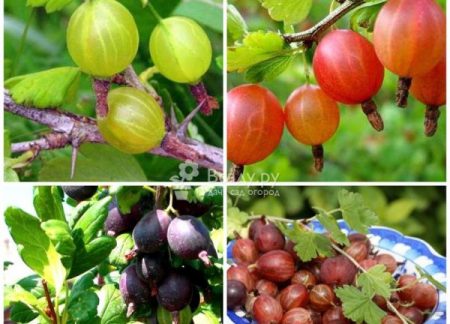 Overview of gooseberry varieties for the Moscow region, Siberia,