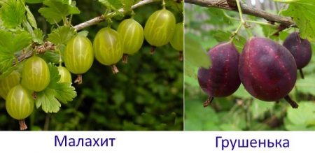 Overview of gooseberry varieties for the Moscow region, Siberia,