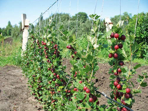 Overview of gooseberry varieties for the Moscow region, Siberia,