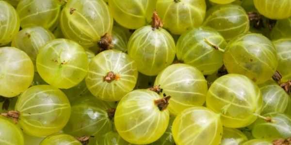 Overview of gooseberry varieties for the Moscow region, Siberia,