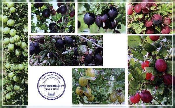 Overview of gooseberry varieties for the Moscow region, Siberia,