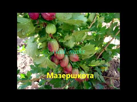 Overview of gooseberry varieties for the Moscow region, Siberia,